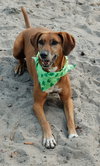 Rosie the Friendly Hound