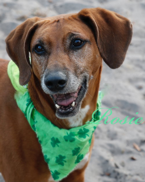 Rosie the Friendly Hound