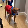 Rosie the Friendly Hound