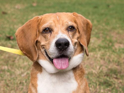 Rufus the Mellow Hound/Beagle