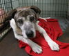 Smokey the Senior Mountain Cur Blend