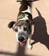 Smokey the Senior Mountain Cur Blend