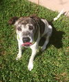 Smokey the Senior Mountain Cur Blend