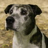 Smokey the Senior Mountain Cur Blend