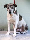 Smokey the Senior Mountain Cur Blend