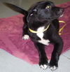 Peggy the Puppy