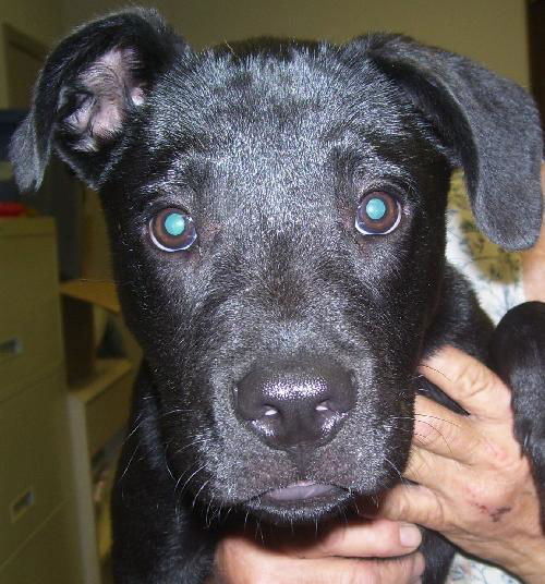 Sandman the Puppy