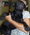 Sandman the Puppy