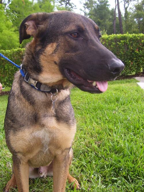 Ritzi the Shepherd