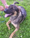 Ritzi the Shepherd