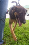 Ritzi the Shepherd