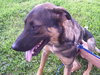 Ritzi the Shepherd