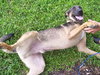 Ritzi the Shepherd