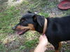Nayla the MinPin