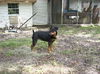 Nayla the MinPin