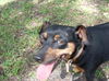 Nayla the MinPin