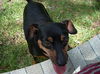 Nayla the MinPin