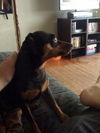 Nayla the MinPin