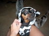 Nayla the MinPin