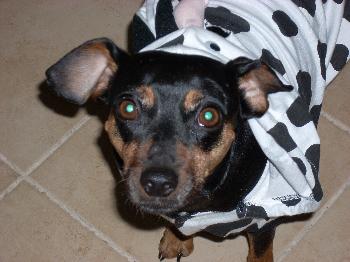 Nayla the MinPin