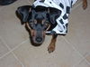 Nayla the MinPin