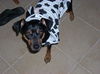 Nayla the MinPin