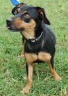 Rascal the MinPin