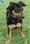 Rascal the MinPin