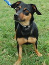 Rascal the MinPin