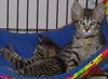 Piper the Tiger Kitten