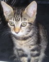 Piper the Tiger Kitten