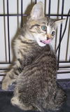 Piper the Tiger Kitten