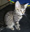 Piper the Tiger Kitten