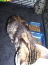 Piper the Tiger Kitten