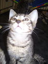 Piper the Tiger Kitten