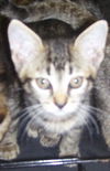 Piper the Tiger Kitten