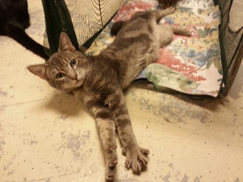 Alduin the Manx