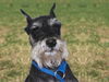 Pablo the Schnauzer