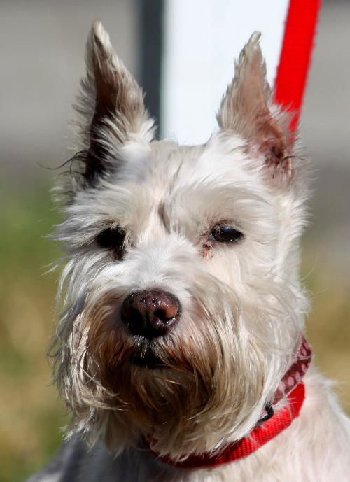 Isabella the Sweet Schnauzer