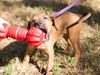 Victoria the Boxer Puppy