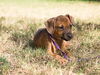 Victoria the Boxer Puppy