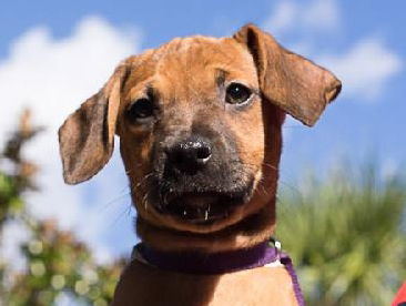 Victoria the Boxer Puppy