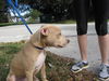 Zorro the Terrier Puppy