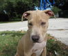 Zorro the Terrier Puppy