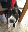 Jagger the Lab
