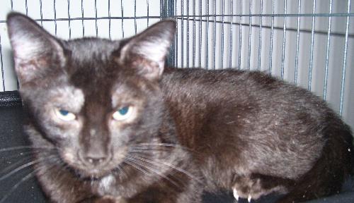 Timmy the Kitten