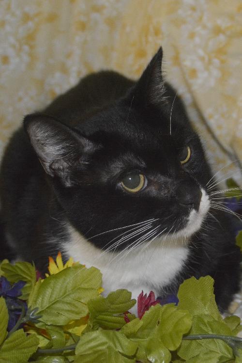 Meeka the Large Tuxedo