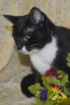 Meeka the Large Tuxedo