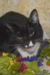 Meeka the Large Tuxedo