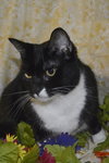 Meeka the Large Tuxedo